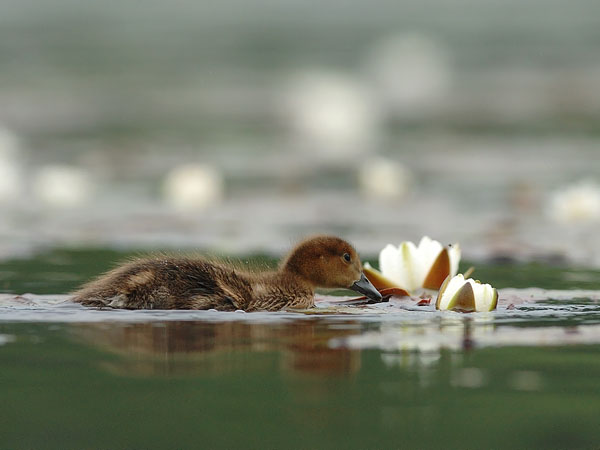 Haapana, Eurasian Wigeon, Anas penelope